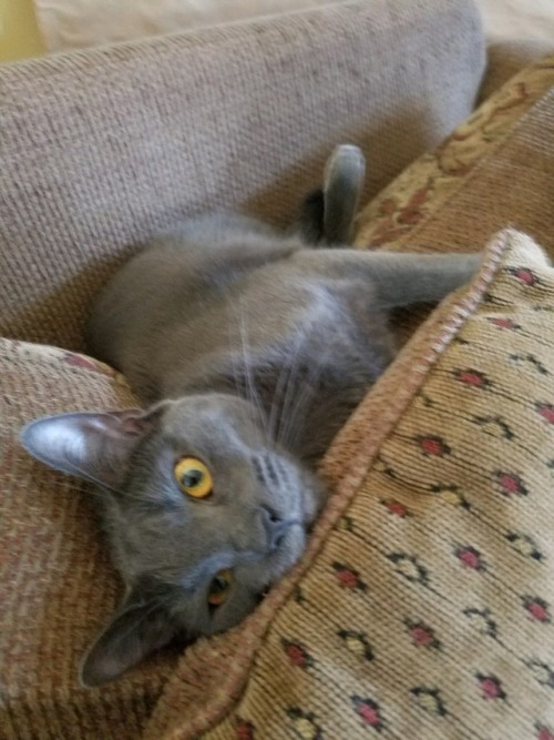 bloggerfromanotherdim3nsion:Cat appreciation post!!