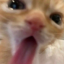 unicornkittykat05-blog