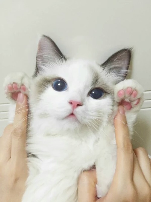 awwdorables:hazelpale:Oh my god little feeties