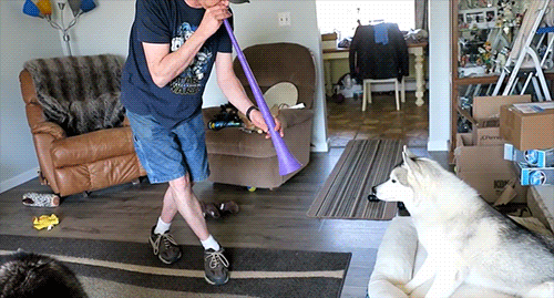 Snow Dogs Vlogs - THE PAINT IS DONE and Glowing Dogs by the Fire