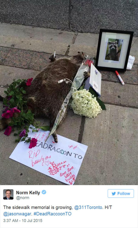 becausedragonage:  thewightknight:  People in Toronto made a memorial for a dead raccoon after city forgot to pick it up for 12 hours  This is Canada. 
