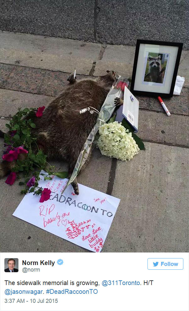 yodiscrepo:  Esto es lo que pasó en Toronto con un mapache muerto en la calle, al