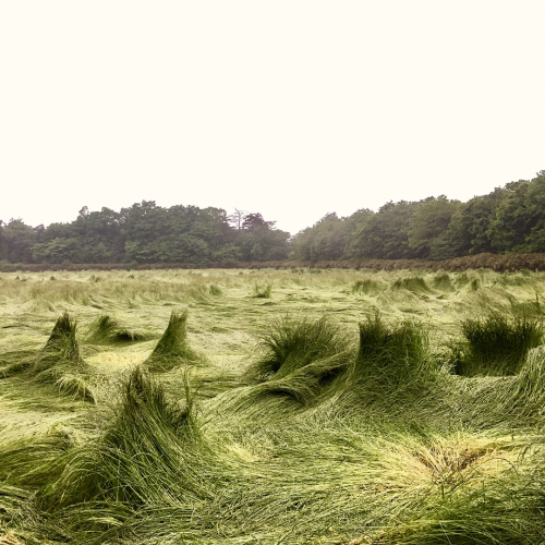 girlsingreenfields:before mowing the Pasteur, rain made strange landscape. Photographed by Yoshitomo