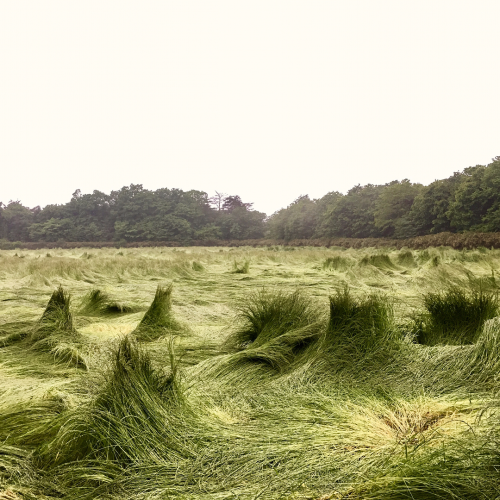 girlsingreenfields - before mowing the Pasteur, rain made strange...