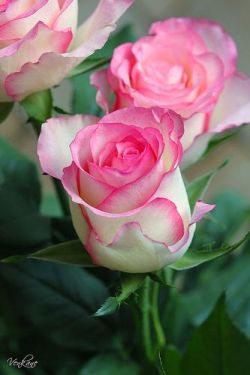 shadelovingflowers:  I’d rather have #roses