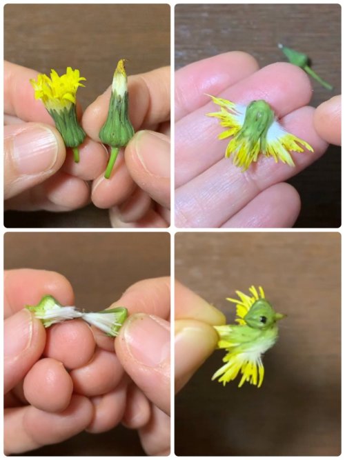 (inoriさんのツイート: &ldquo;ノゲシで小鳥を作りました。 ノゲシが元気に咲いています。ノゲシの小鳥はとてもよく作ります。買い物の途中歩きながらとか…。 小さな花が小さな小鳥になるのが楽し
