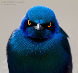 fairy-wren:Cape Glossy Starling has a problem with you