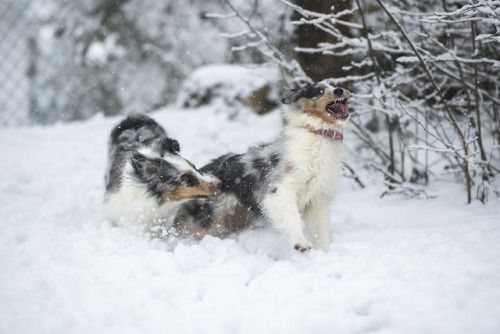 novathesheltie:this is what we did today