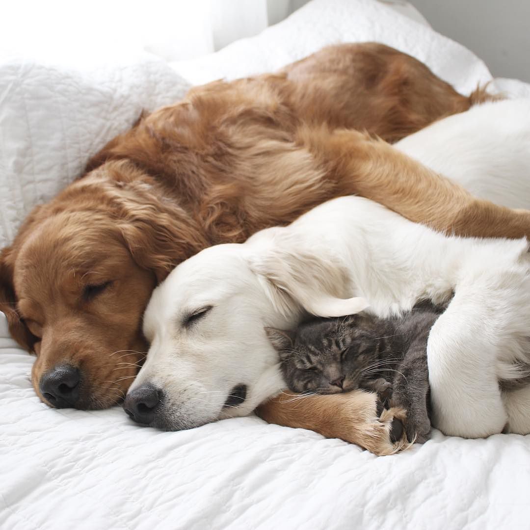 Daww