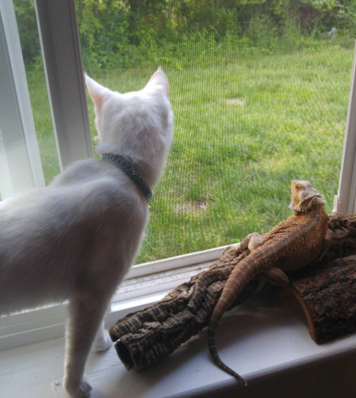 catsbeaversandducks:Mr. Baby the Cat and Miss Charles the Bearded DragonThese two friends couldn’t l