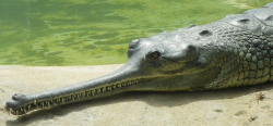 sixpenceee:  The Gharial is a fish eating crocodile that has an elongated snout. It’s native to India and is large (20ft, 6.25 m). It’s currently endangered. (Source)