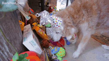 boredpanda:Last Living 9/11 Rescue Dog Honored With Epic Sweet 16 Birthday Party