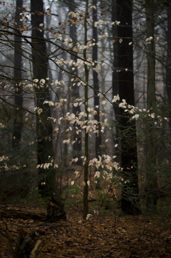 homeintheforest:  untitled by Isabelle Dow on Flickr.