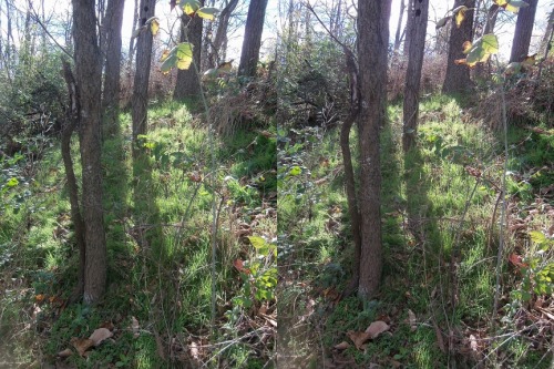The woods in fall Cross your eyes a little to see these photos in full 3D. (How to view stereograms)