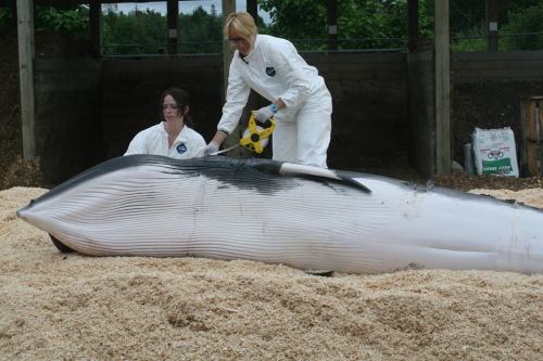 freedomforwhales: On July 29th, a whale was reported in distress at the entrance to Halifax harbour