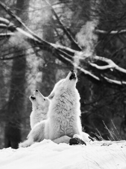 Stop Killing Wolves!