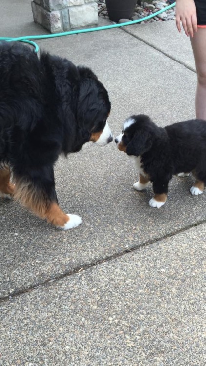 handsomedogs:my 6 year old Bernese mountain dog meeting his new 8 week old little brother :)