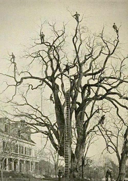 blondebrainpower:Tree climbers removing the egg masses of gypsy moths (Lymantria dispar dispar) from the Dexter Elm in Malden, MA, USA, c. 1896.Forbush E.H. &amp; Fernald, C.H.