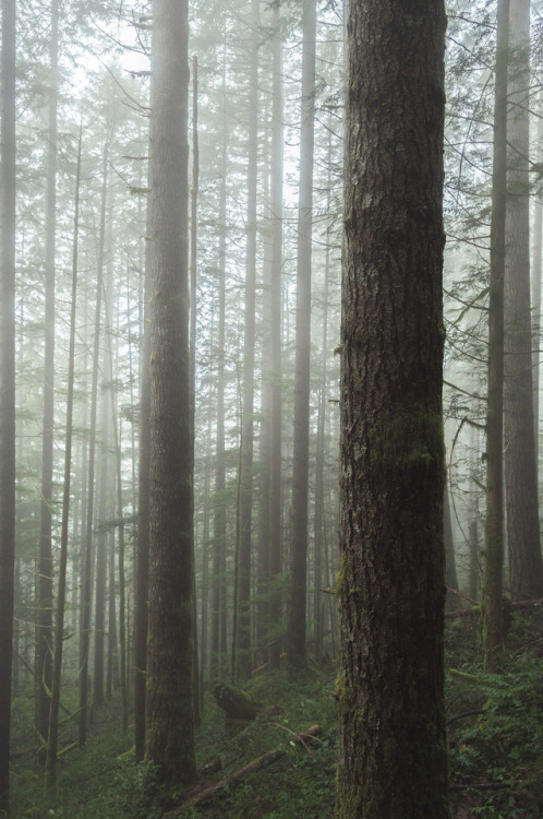 moody-nature:Misty Forest | By justin mullen