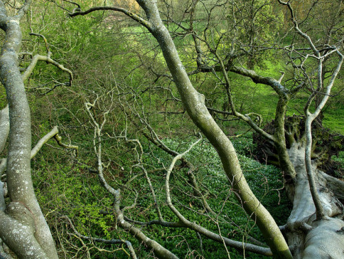 Centuries-old Beach tree finally fallen by castle.corin on Flickr.