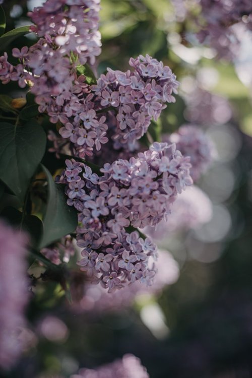 floralls: by Anita Austvika   