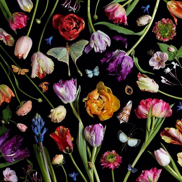 aestheticgoddess:  Black &amp; Bloom by Paulette Tavormina 
