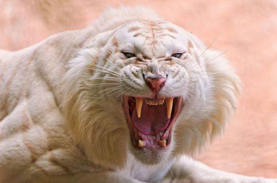 Predators and Preys