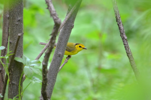 Hooded warbler at the Loch