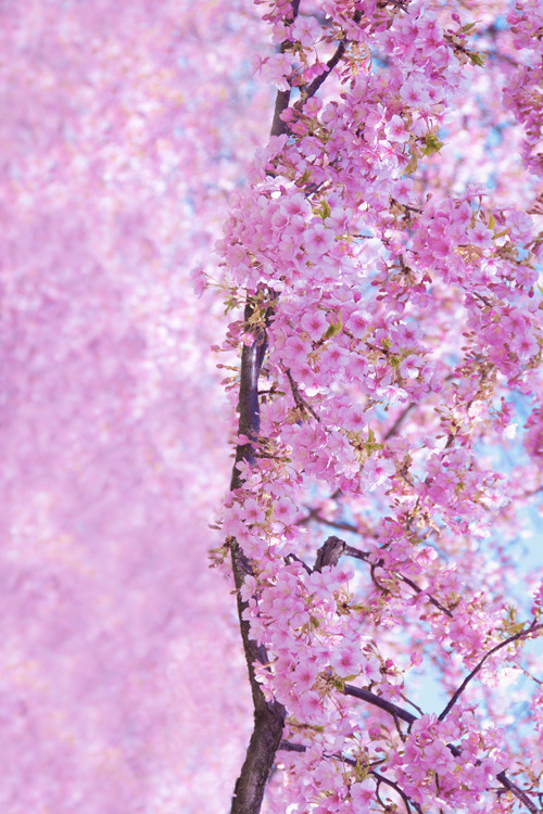 plasmatics:Spring is here by Ajpscs