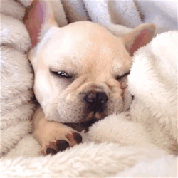 babygirlssweetsurrender:  culturenlifestyle:  The Most Adorable Napping Photographs of Narcoleptic Puppy Milo, a narcoleptic 3-year-old bulldog puppy, often lovingly called bedbound butterball or a narcoleptic nugget by his owner, has taken the internet