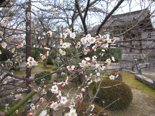 Plum Blossoms in Kyoto