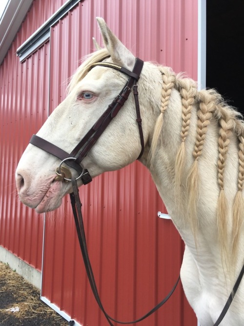 theclassicalhorse:Had to get our pre ride glamour shot