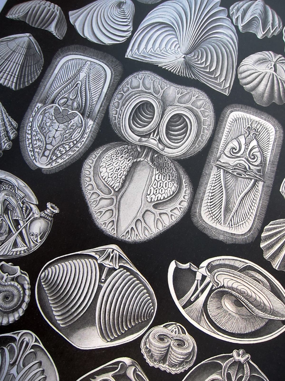 jtotheizzoe:  winkbooks:  Art Forms in Nature – Eye-popping art prints from an