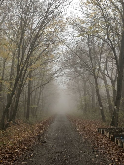 Foggy woods photo journal part VII. Visegrad mountains, Hungary.Photo taken by me.