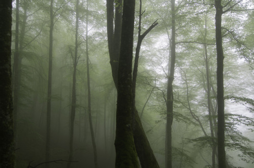 90377:Chlorophyll by Alfredo G Nicieza