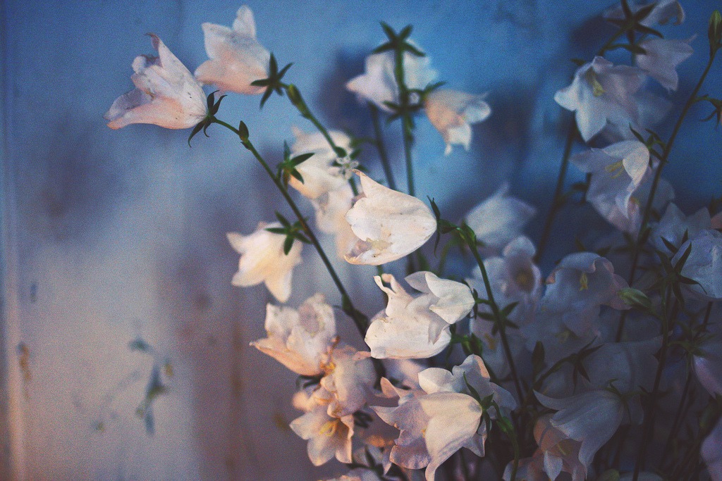 wolf-teeth:  (by Louisa_s) 
