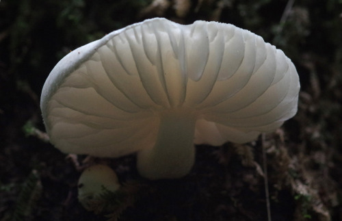 Oudemansiella australis - a beautiful, white mushroom photographed in New Zealand - reminiscent of t