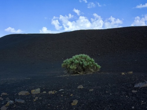 Retama en lava