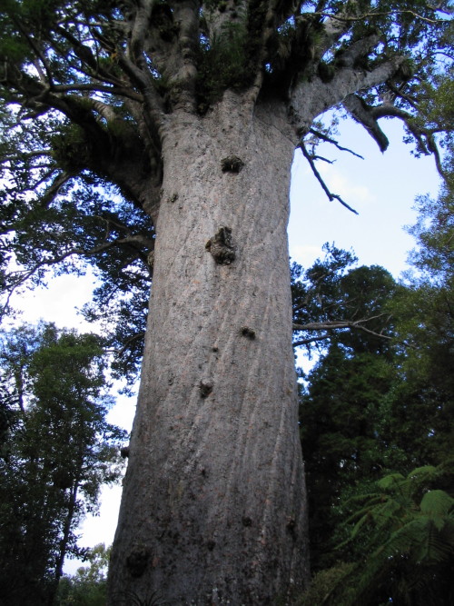 Lord of the ForestThis giant tree is known as Tāne Mahuta, which translates from the Maori language 