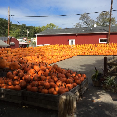 Pumpkin picking