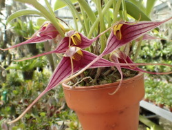 orchid-a-day:  Masdevallia odontoceraJune 4, 2019 