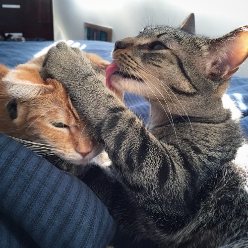 fin-for-the-win: Ok this is a little better…#finandsawyer #sawyerforthewin #lovecats #cute #k