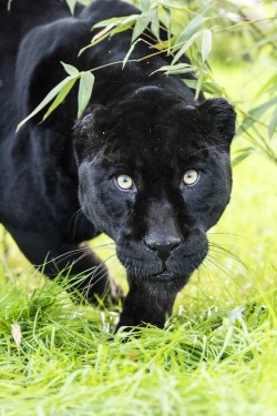 magicalnaturetour:  (via Black Jaguar Series