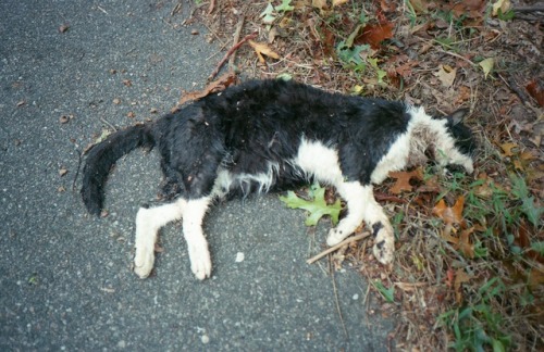 someone asked for more roadkill once, now all you get is roadkill in all of its beauty. film, photos