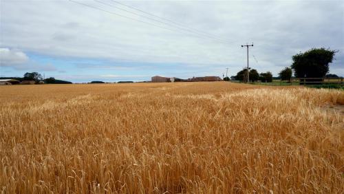 Fields of Gold, East Riding of Yorkshire, England.