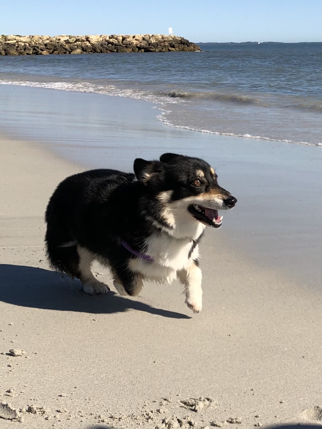 Halley the comet corgi — We made corgi cookies! Definitely could have ...