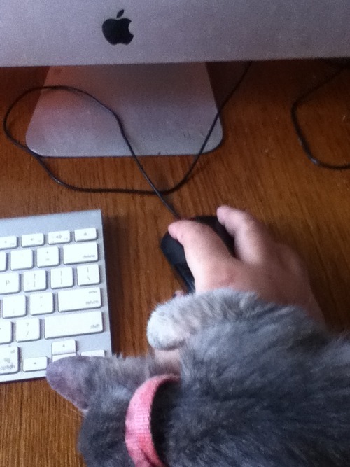 parkingstrange:  parkingstrange:  there’s a kitten sleeping on my wrist as I type this text post   I wasn’t lying 