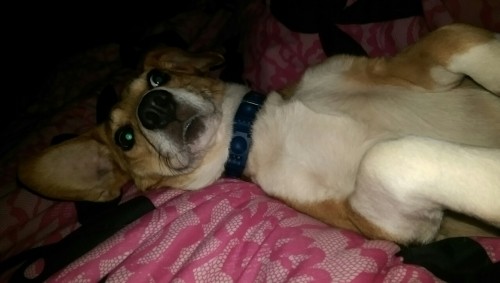 mydogscentral:  Posted on 2016-06-17 10:41 AM for your viewing pleasure.Ask me anything.Submit 