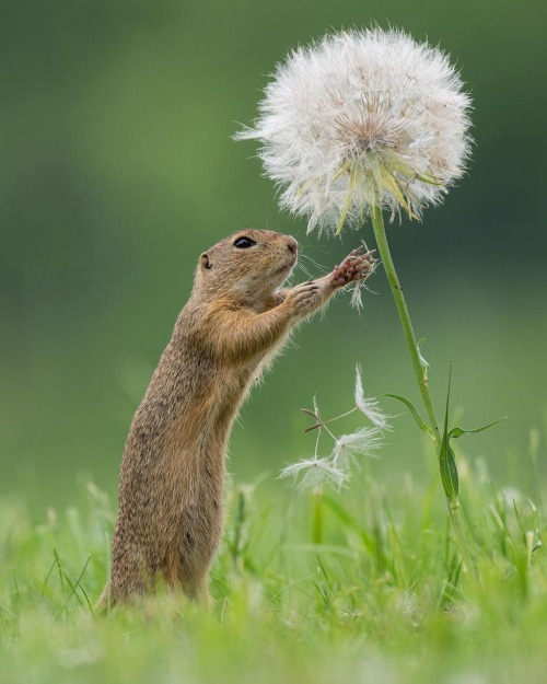 Ground squirrel smelling flowers by Dick van Dujin