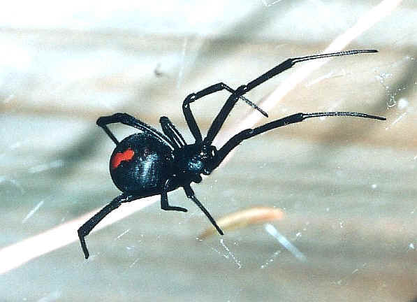 grumpysalmon:  see look at the poor brown huntsman being judged, he’s cute and